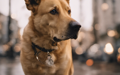 Ultimate Cheat Sheet Hybrid Breed Goldador Dogs