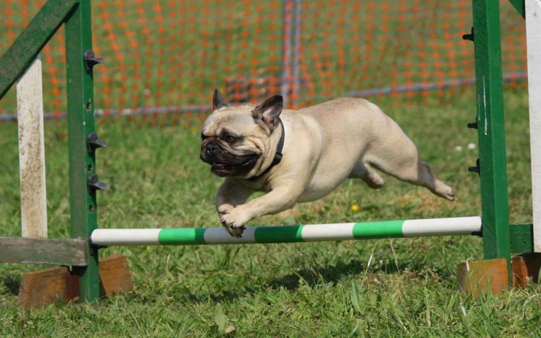 Top 5 World’s Most Athletic Dogs