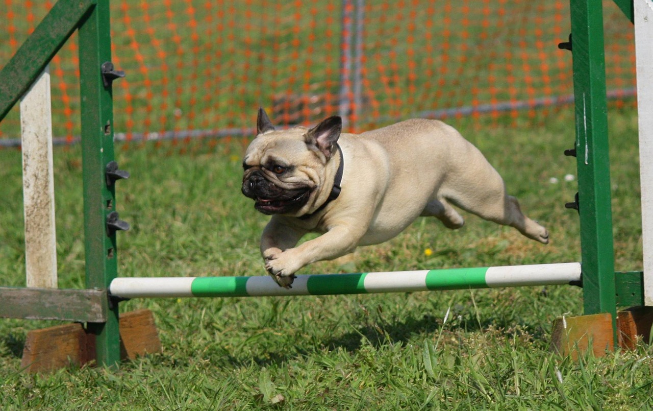 most athletic dog breeds