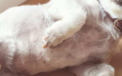 4 Quick Pet CPR Tips & Tricks In A Pinch