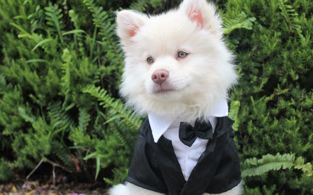Top 6 Amazing Facts About Pets Attending the Wedding