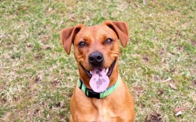 Top 10 Facts About the National Mutt Day