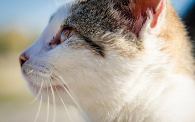 Ultimate Guide- National Take Your Cat to the Vet Day