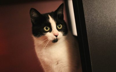 5 Quick Tips Happy Healthy Cat Month!