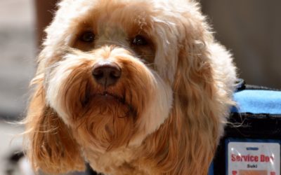 What is International Assistance Dog Week?