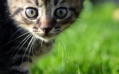 Top Guide Celebrating National Pet Month Philly