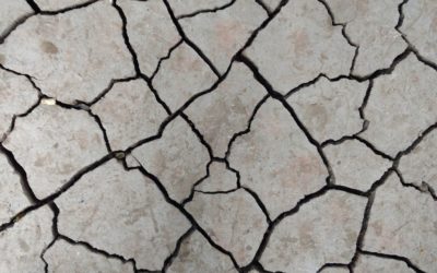 4 Quick Tips Practicing Earthquake Drills with your Pet