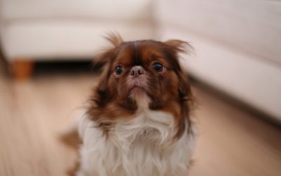 Top 5 Quick Pet Emergency Tips