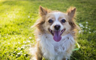 Best Dog Parks Around Philadelphia