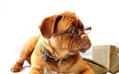 Best Tips to Enjoy National Take Your Dog To Work Week