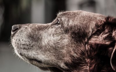 5 Quick Reasons Why Senior Dogs Are Awesome