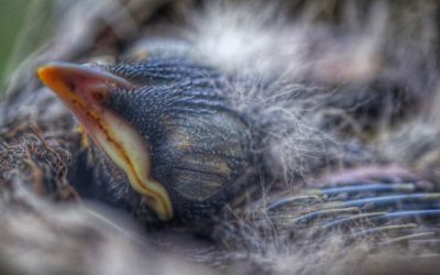 Wildlife Conservation: World Epic Fail?