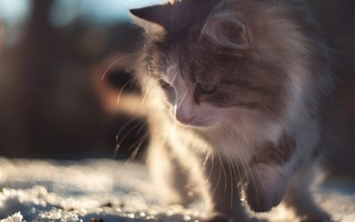 Winter Weather Preparedness: Pets Come Inside