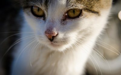 National Cat Day: Finding the best cat sitters