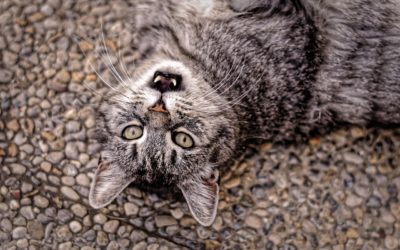 Earthquake Preparedness: Protecting Pets!