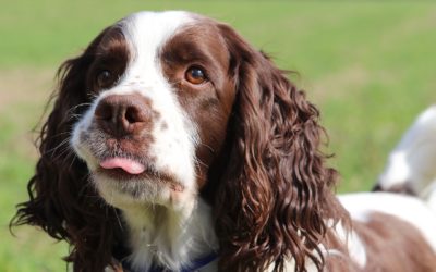 Springer Spaniels: 5 Springer Spaniel Tips You Can Use Now