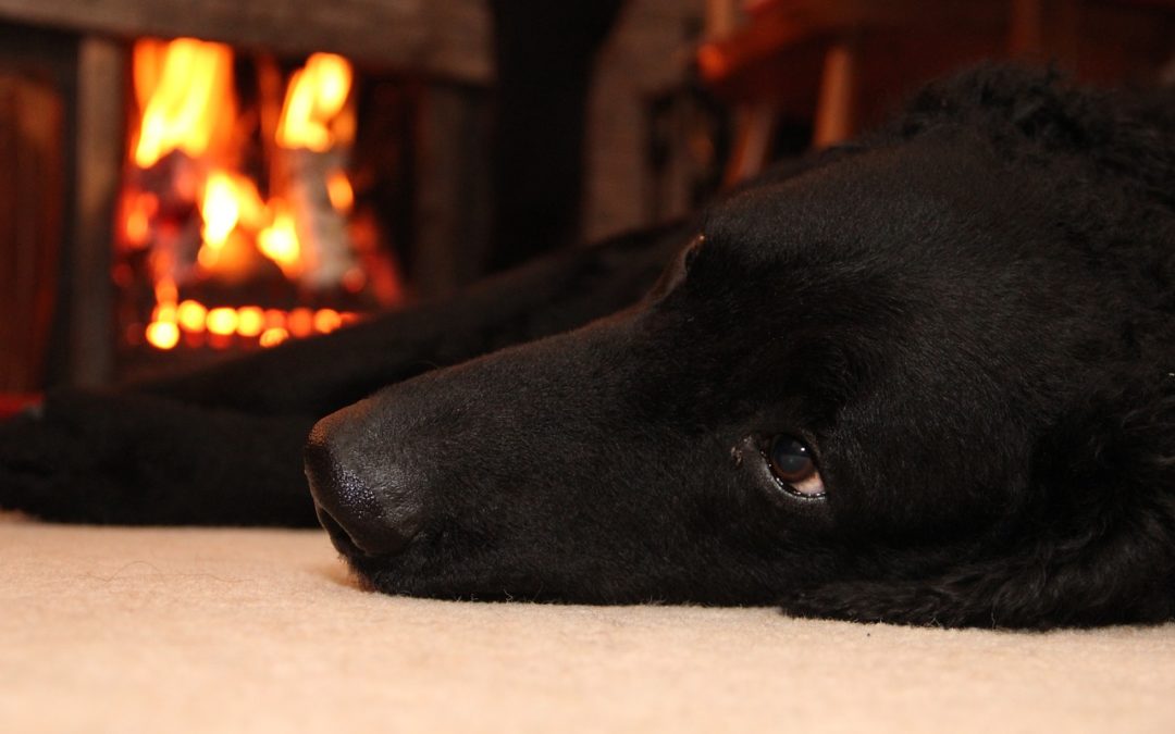 Best Pet Tips In Case of a Fire Inside Your Home