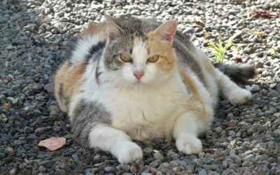 Pet Obesity: The Best Guide
