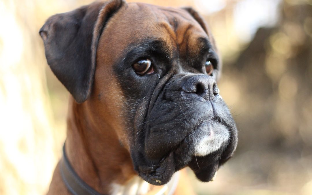 Boxer Breed: 5 Ultimate Secrets of the Boxers