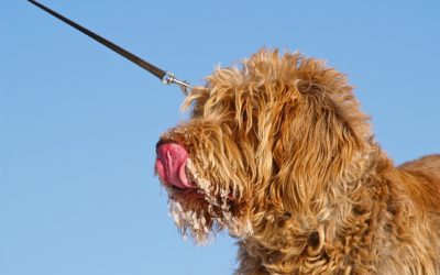 Italian Spinone: Simple Guidance & Tips with Italiano Spinones