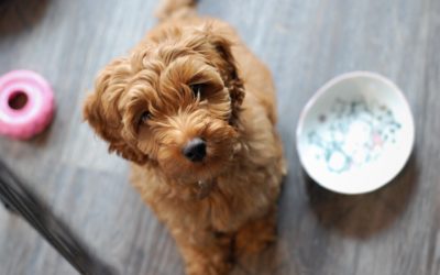 Labradoodle: 5 Labradoodle Secrets You Wish You Knew