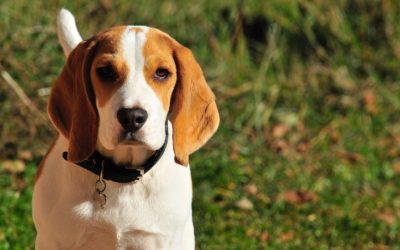 Beagle: 5 Important Things You Probably Didn’t Know About Beagles