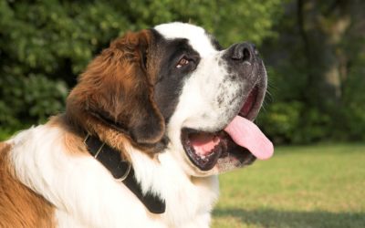St. Bernards: Secrets of the St. Bernard Nobody Will Tell You