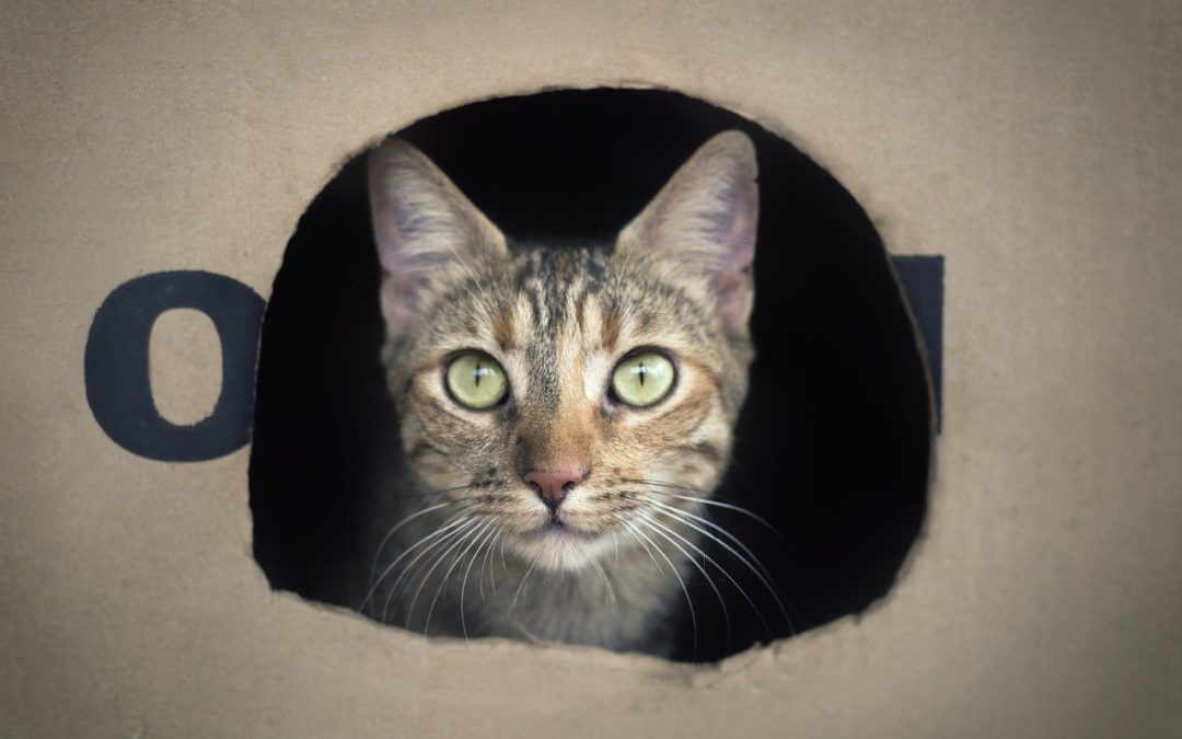Cat Litter Box issues: The 3 crucial factors to watch out for