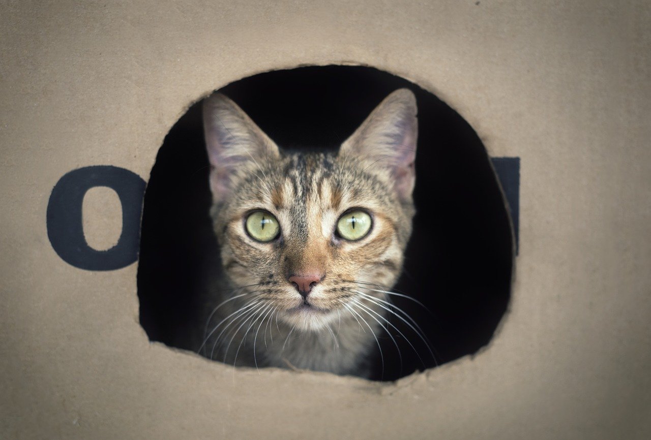Cat Litter Box Issues 3 Crucial Factors to Watch For