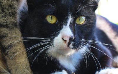 Cat Home Alone: Important Tips Before You Go