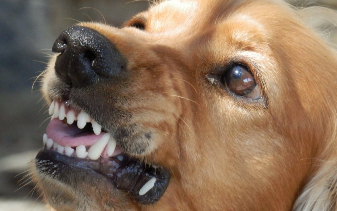 Dog Biting: Fresno Ca, Woman & Dog Attacked- Legal Risks