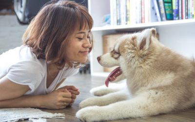 Best Family Dogs: Top 5 Tips Choosing to Adopt