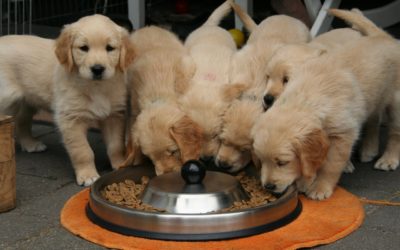 Pet Food: Recommended Pet Diets