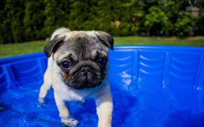 Pet Summer Safety: Top 10 Tips