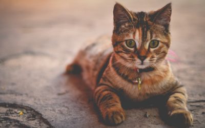 Tabby Cats: Fiction and Fairy Tales