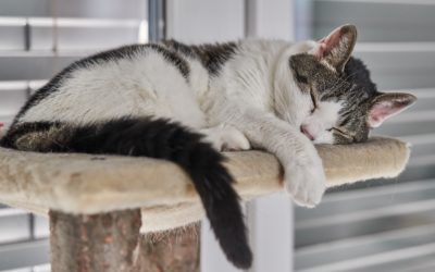 Cat Trees: Why Cats Need Cat Trees