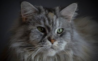 Maine Coons: Top Secrets of These Beautiful Kitties
