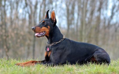 Dobermans: Are They Good Around Kids? Electrifying Insights