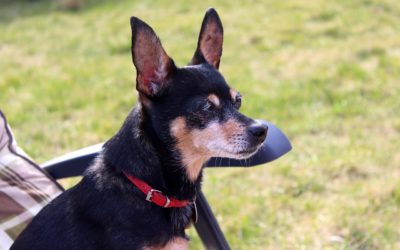 Min Pins: Secrets You Should Know About Miniature Pinschers