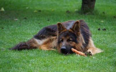 Mini Bully Sticks: Protein-Filled Chewy Delicious Treats