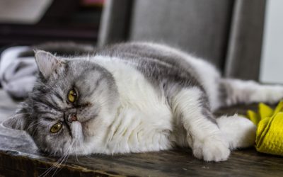 Special Needs Cat,  Handling: Adoption Tips