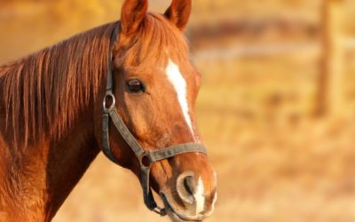 Approaching Horses: Top Secrets and Equine Train Techniques