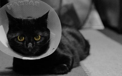 Spaying or Neutering Pets: Rewards Vs. Consequences