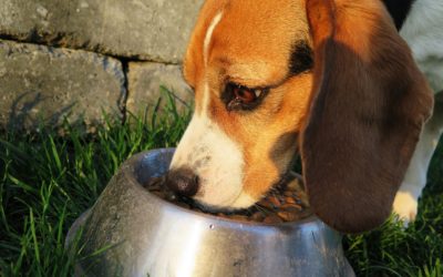 Switching Pet Foods: Best Cheat Sheet Guide