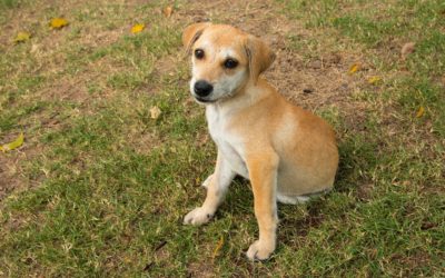 Puppy Housetraining: Housebreaking Tips Video 3