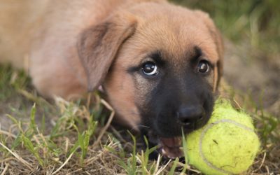 Puppy Hazards: Physical & Ingestion Dangers