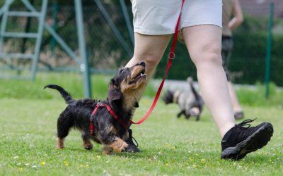 Dog Trainer: Breed Advisor, Coaching Pets