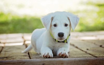 Separation Anxiety: Puppy & Dog Behavior