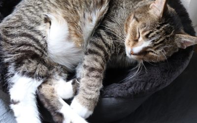 Best Cat Home: Creating Feline Safe Place