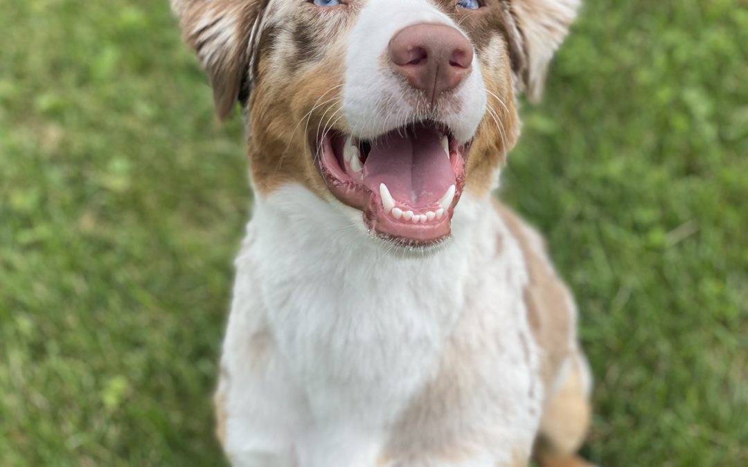 Red Merle Aussie- The Perfect Companion for Those Willing to Meet Their Needs